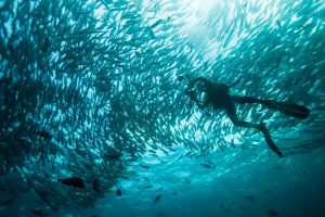 oceanos emitem mais oxigênio