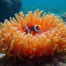 Cultura Oceânica | Escolas Azuis